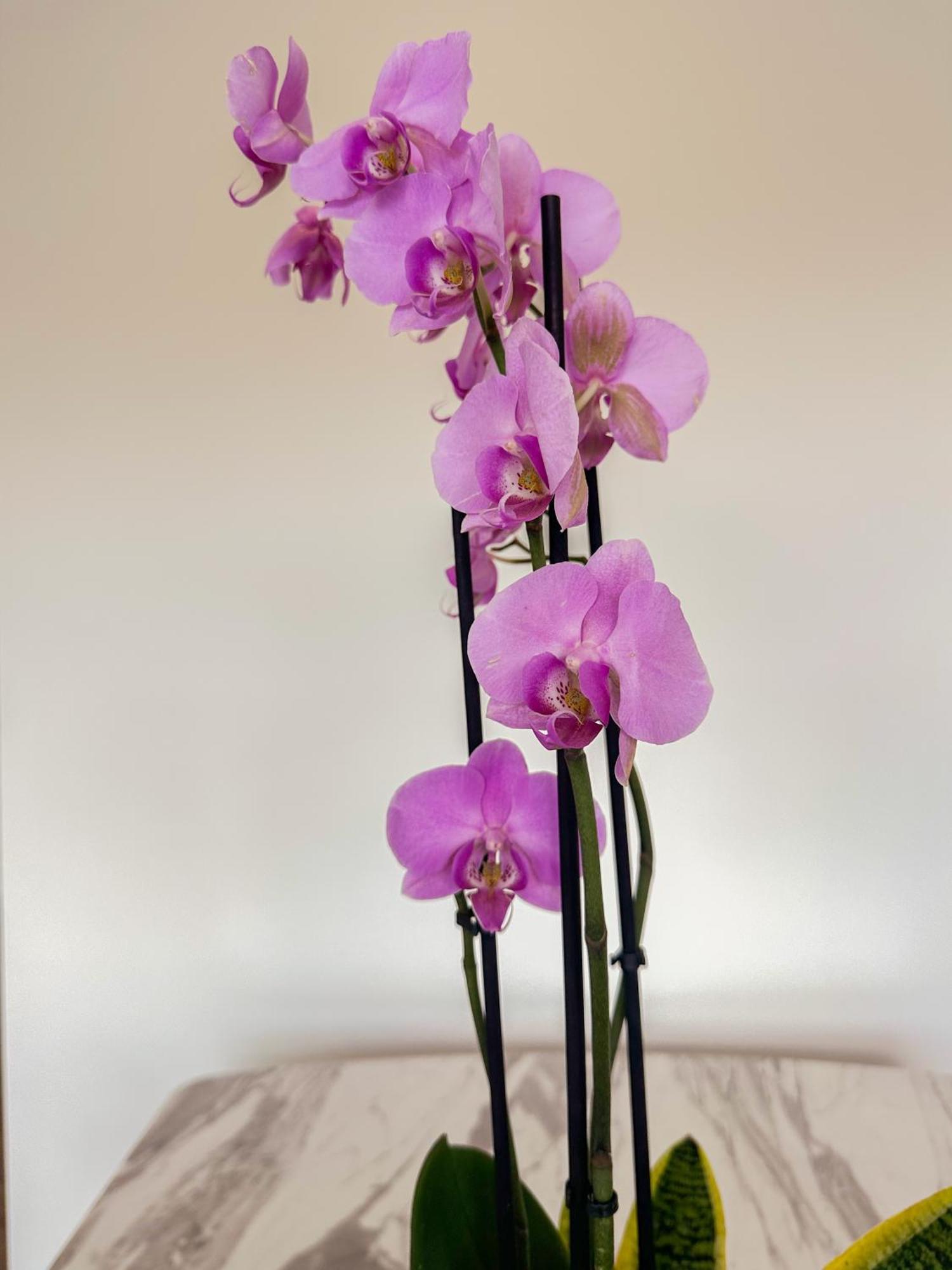 Flora Guest House Marco de Canavezes Exteriér fotografie